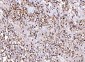 Anti-Cdk2 Antibody Picoband™ (monoclonal, 6D5B5)